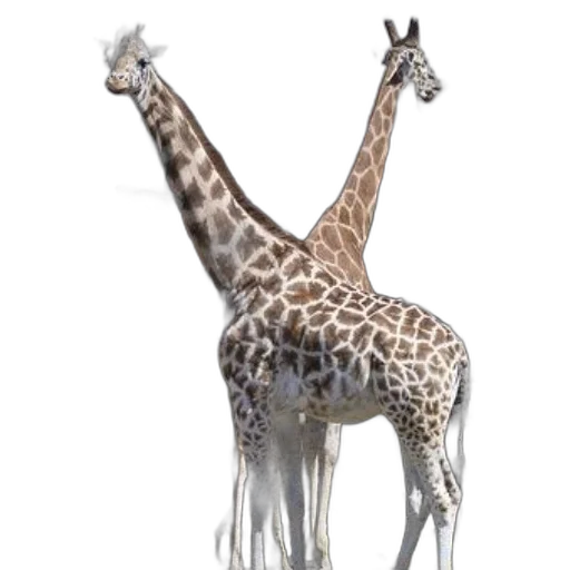 animal, creature, staff, dress transparent PNG cut-out