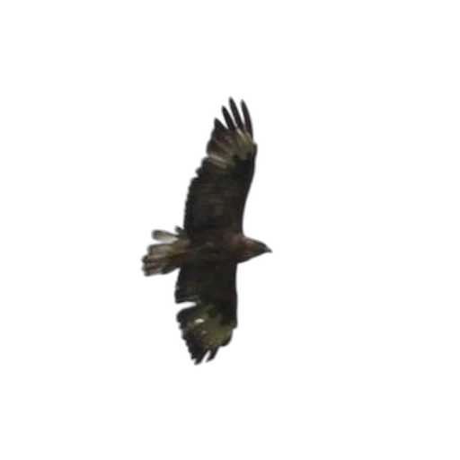 animal, creature, jacket, staff transparent PNG cut-out