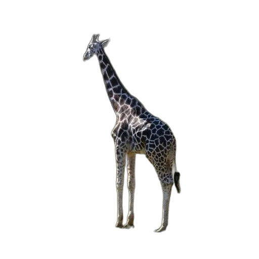 animal, creature, staff, hat transparent PNG cut-out