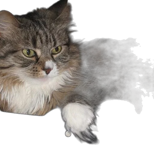 animal, creature, staff, hair transparent PNG cut-out