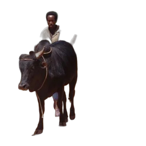animal, creature, weapon, car transparent PNG cut-out