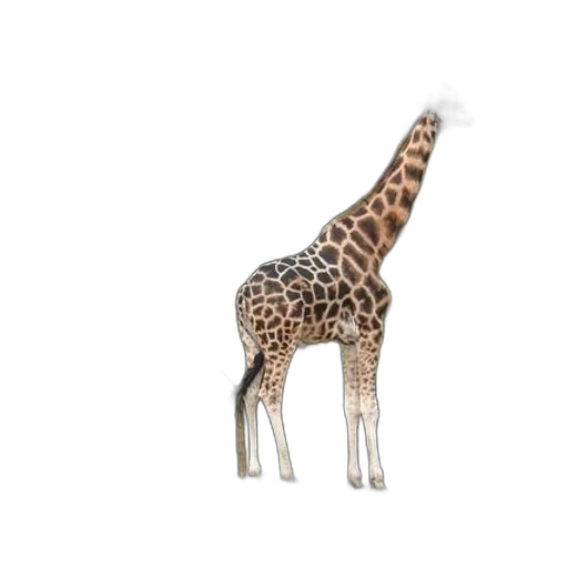 animal, creature, staff, weapon transparent PNG cut-out