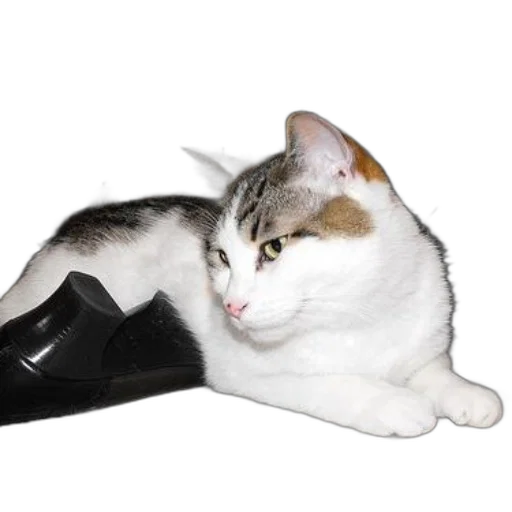 shoes, weapon, staff, hat transparent PNG cut-out