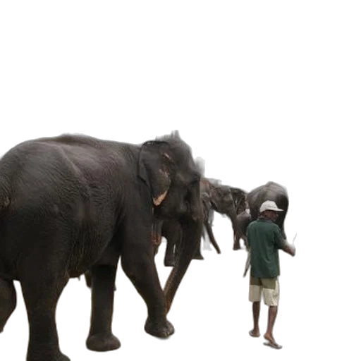 animal, 3d render, concept art, elephants transparent PNG cut-out