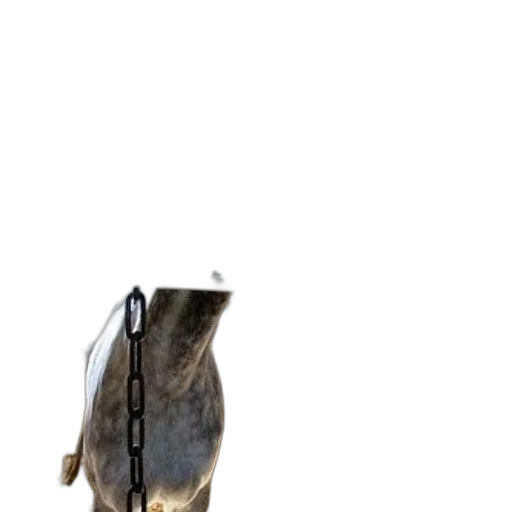 shoes, animal, dress, bottle transparent PNG cut-out