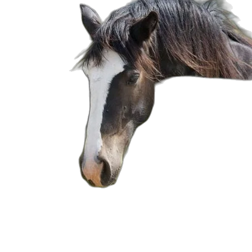 animal, creature, hat, hair transparent PNG cut-out