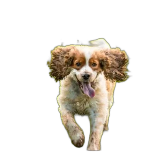 crown, animal, staff, creature transparent PNG cut-out