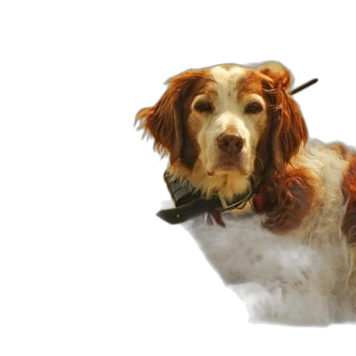staff, animal, weapon, photorealistic transparent PNG cut-out
