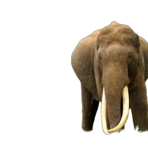 animal, creature, staff, photorealistic transparent PNG cut-out