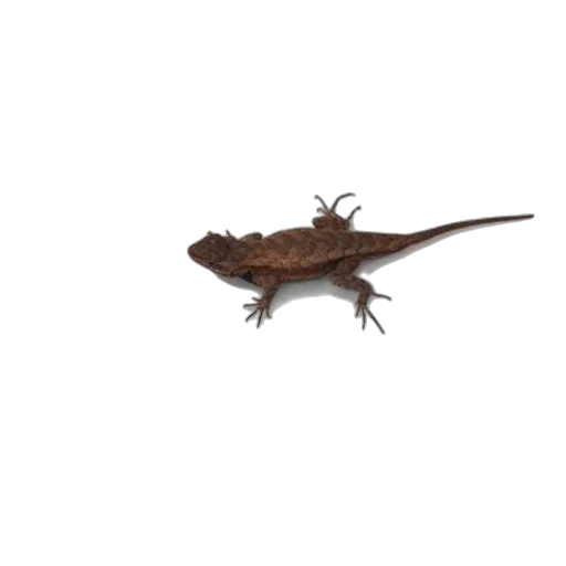 dragon, animal, creature, staff transparent PNG cut-out