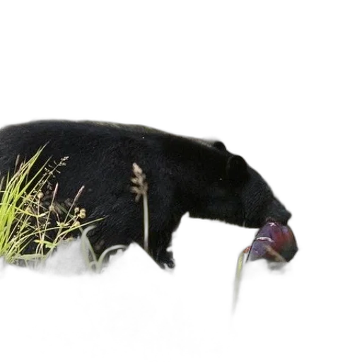 animal, creature, staff, food transparent PNG cut-out