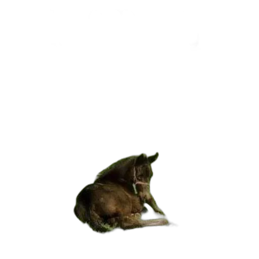 animal, creature, staff, dragon transparent PNG cut-out