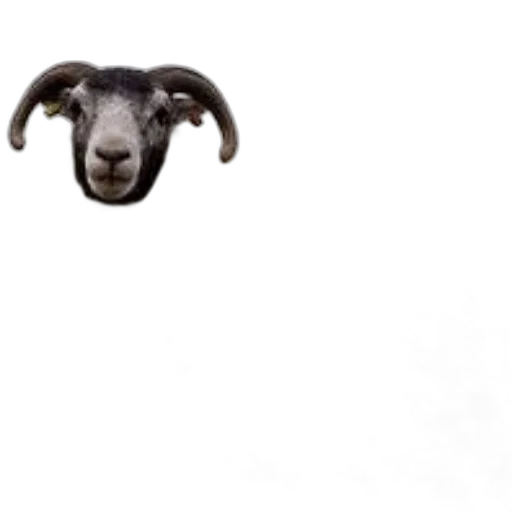 animal, creature, face, mask transparent PNG cut-out