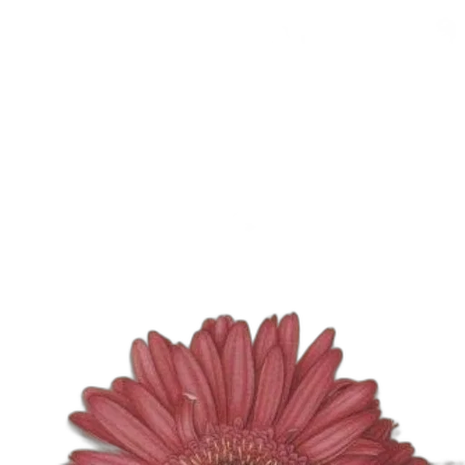 flower, crown, jewelry, staff transparent PNG cut-out