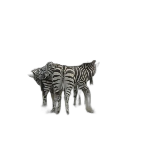animal, creature, jewelry, furniture transparent PNG cut-out