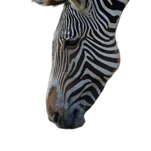animal, creature, staff, face transparent PNG cut-out