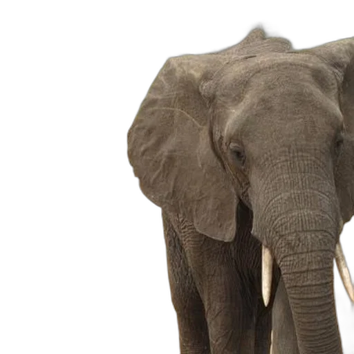 animal, two, elephants, standing transparent PNG cut-out