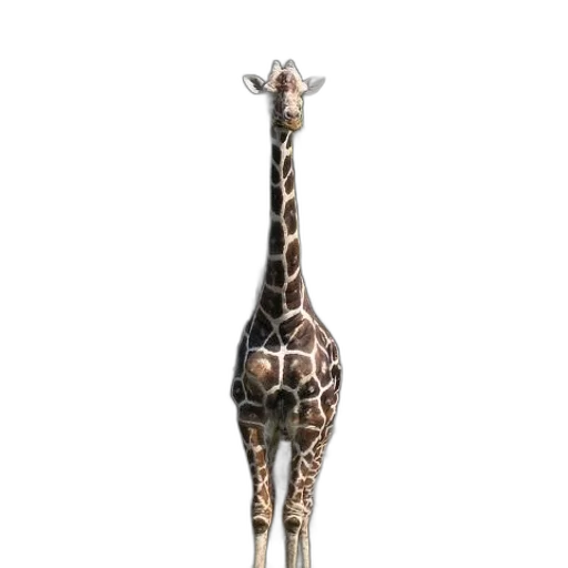 animal, staff, creature, weapon transparent PNG cut-out