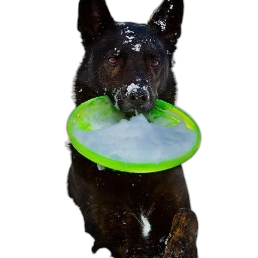 animal, black, dog, green transparent PNG cut-out