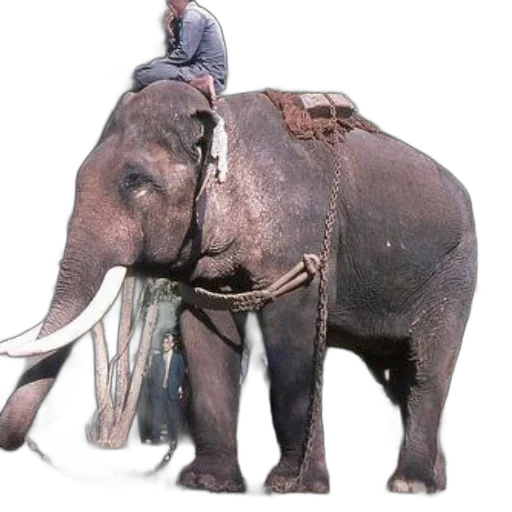 animal, creature, staff, weapon transparent PNG cut-out
