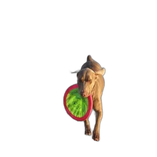 creature, food, umbrella, animal transparent PNG cut-out