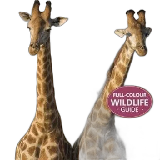 animal, full-color, wildlife, guide transparent PNG cut-out