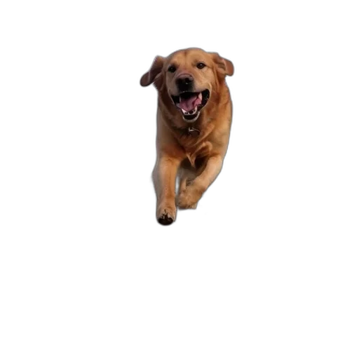animal, creature, staff, face transparent PNG cut-out