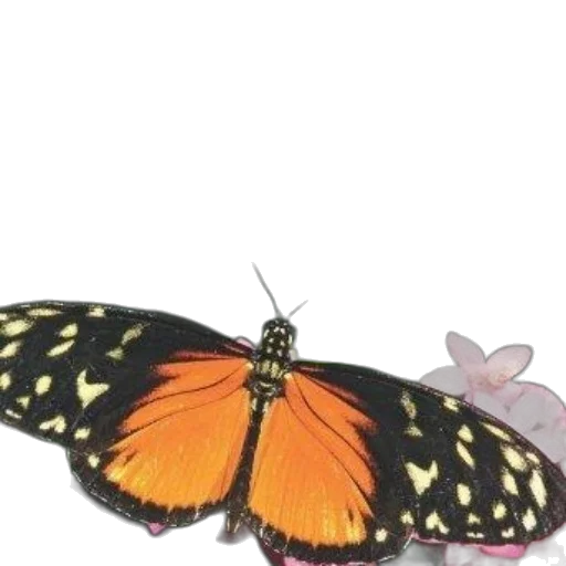 animal, creature, jewelry, flower transparent PNG cut-out