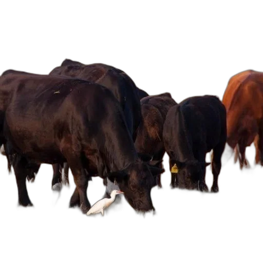 animal, food, small, white transparent PNG cut-out
