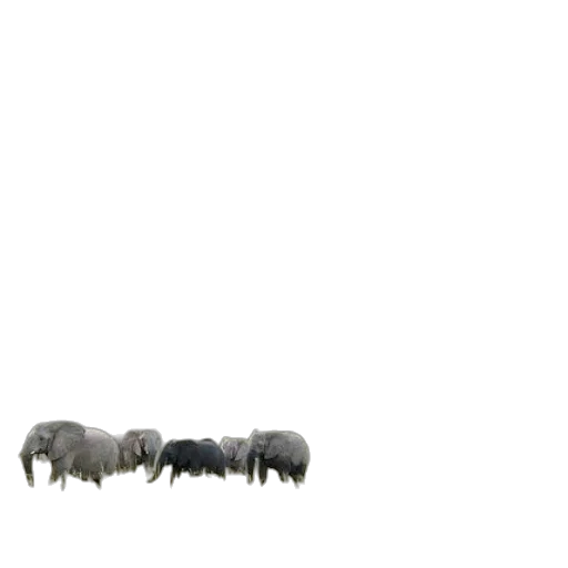 animal, creature, furniture, hair transparent PNG cut-out