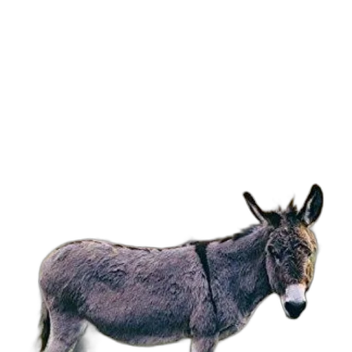 animal, staff, creature, weapon transparent PNG cut-out