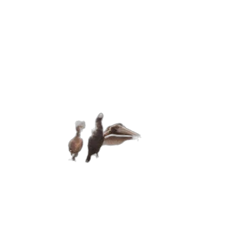 animal, shoes, hair, creature transparent PNG cut-out