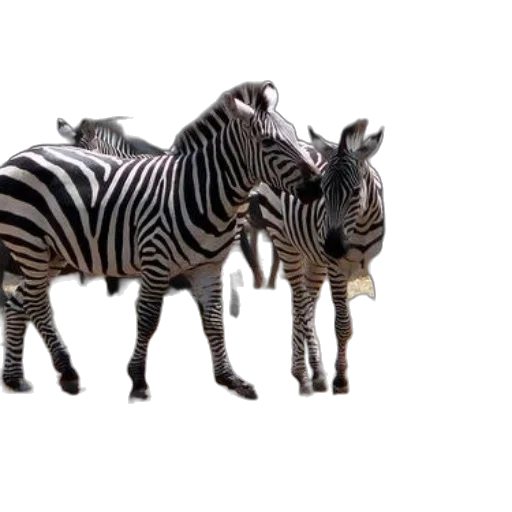 animal, creature, furniture, jewelry transparent PNG cut-out