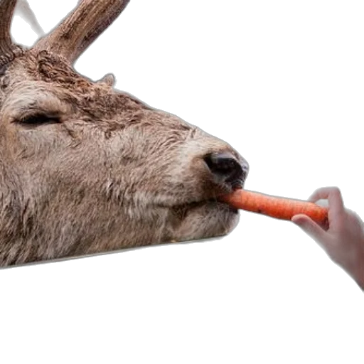 animal, food, weapon, staff transparent PNG cut-out