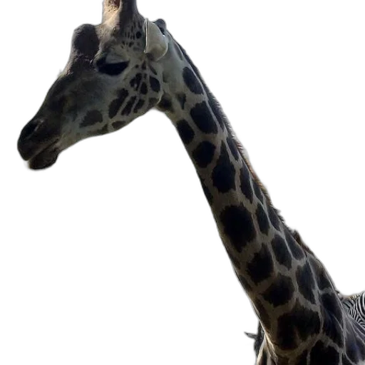 animal, creature, staff, face transparent PNG cut-out