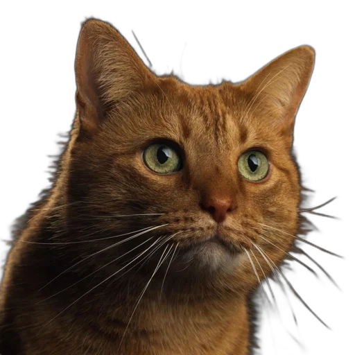 animal, staff, face, creature transparent PNG cut-out