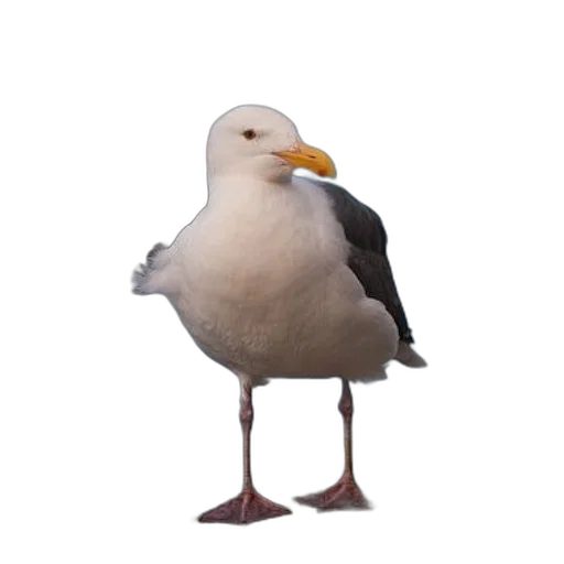 animal, creature, hat, food transparent PNG cut-out