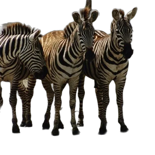 animal, furniture, creature, shoes transparent PNG cut-out