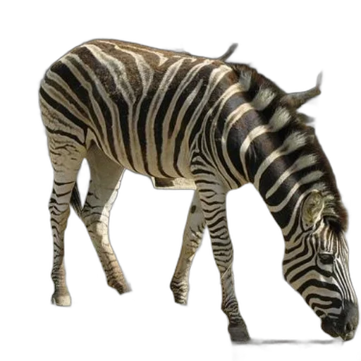 animal, creature, staff, weapon transparent PNG cut-out