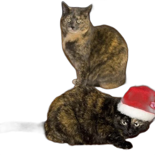 hat, two, cats, sit transparent PNG cut-out