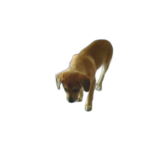 animal, staff, creature, weapon transparent PNG cut-out