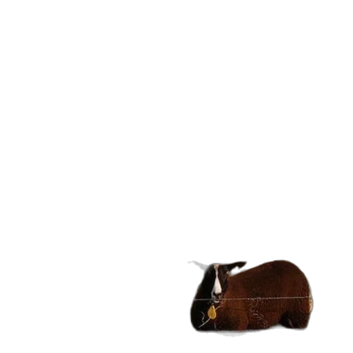 animal, shoes, furniture, hat transparent PNG cut-out