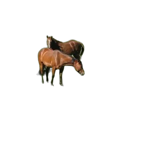 animal, hat, creature, furniture transparent PNG cut-out