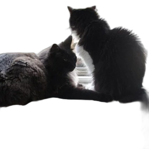 animal, snow, fog, fire transparent PNG cut-out