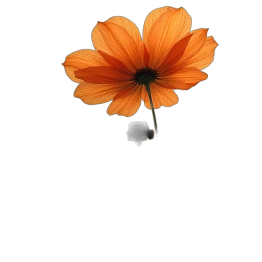 flower, crown, umbrella, jewelry transparent PNG cut-out