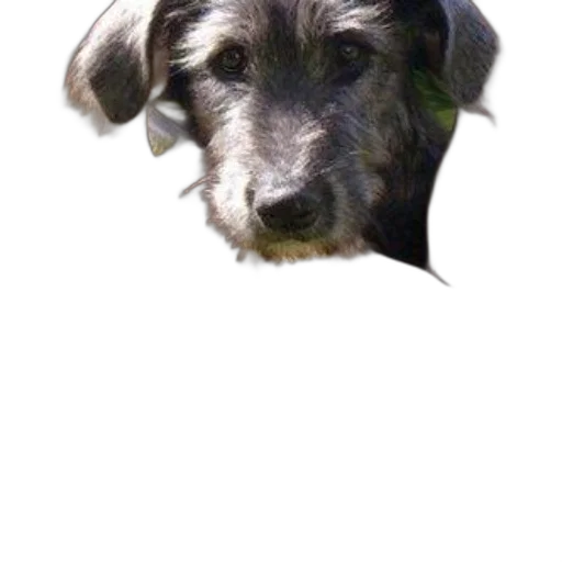 animal, staff, face, creature transparent PNG cut-out
