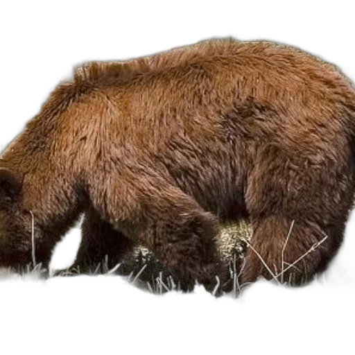 animal, creature, hair, staff transparent PNG cut-out