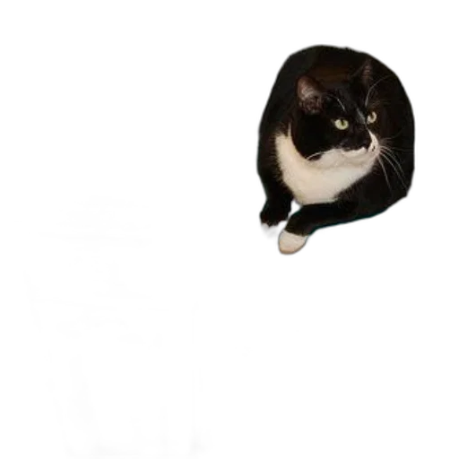 animal, staff, creature, hat transparent PNG cut-out