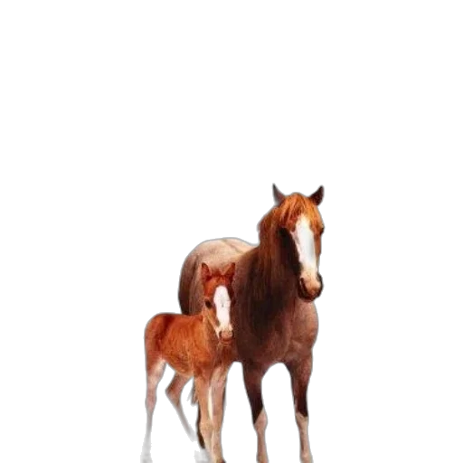 animal, creature, hat, hair transparent PNG cut-out