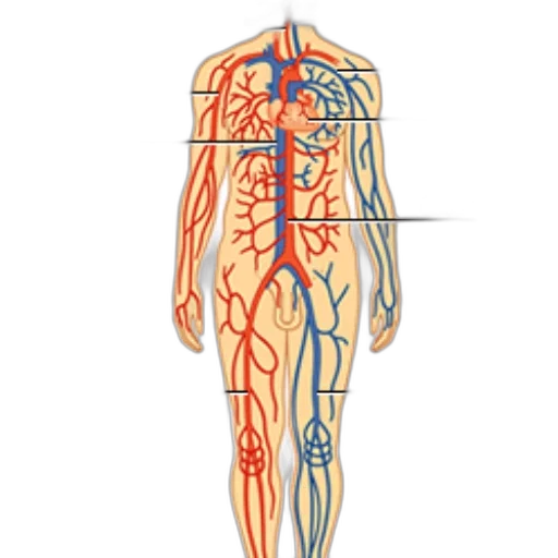staff, concept art, diagram, human transparent PNG cut-out